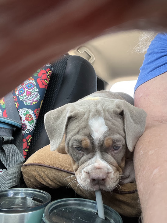 Preparing your pet to travel in a car